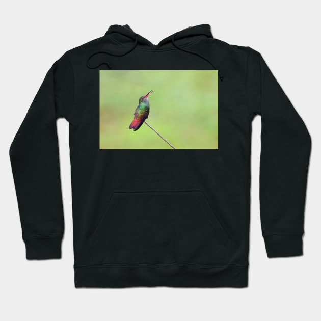 Rufous-tailed hummingbird – Costa Rica Hoodie by Jim Cumming